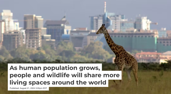 A giraffe in Nairobi National Park, with the city in the background. WLDavies/E+, via Getty Images
